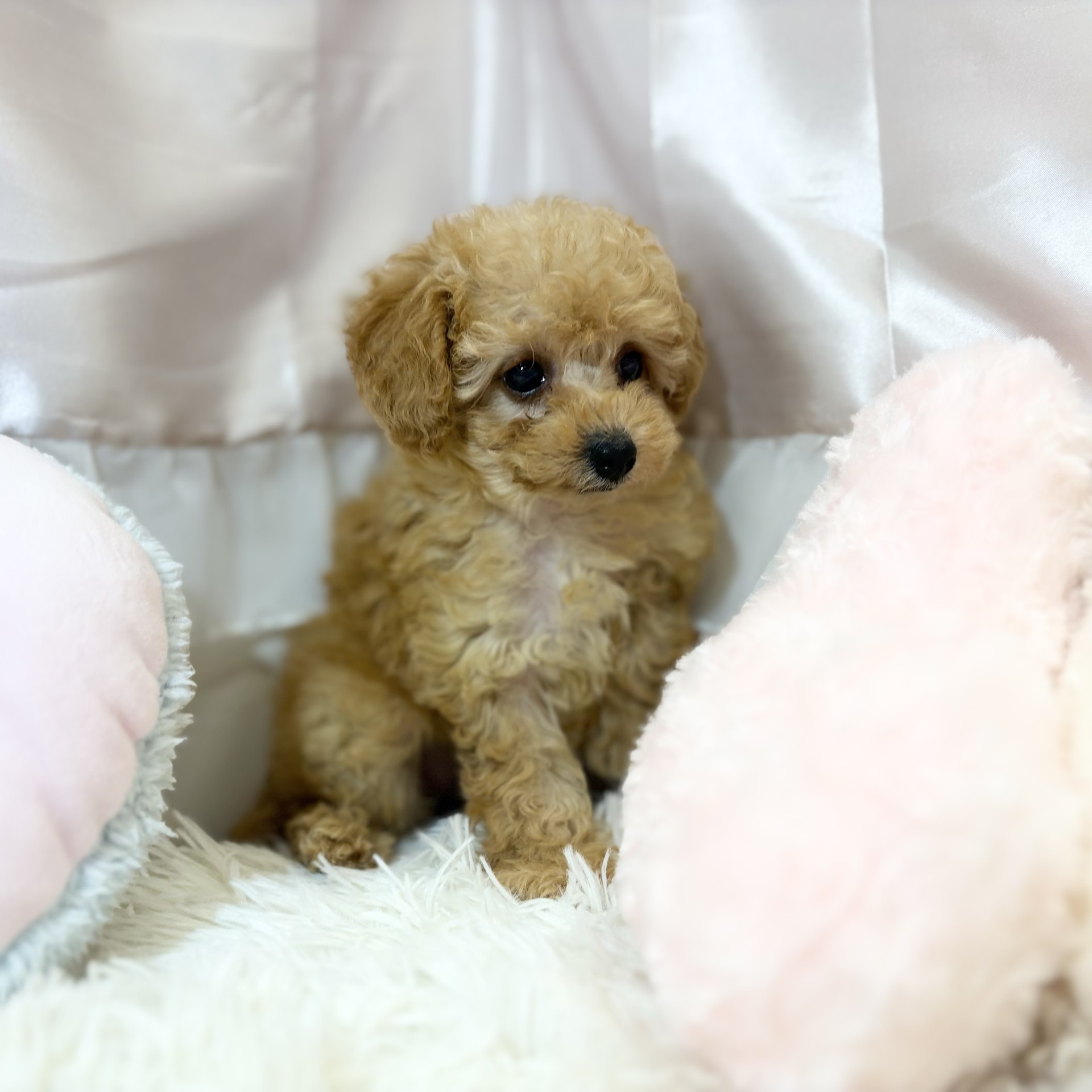 兵庫県のトイプードル(トイ) (犬の家＆猫の里カナート西神戸店/2026年8月15日生まれ/女の子/オレンジフォーン)の子犬の4枚目の画像