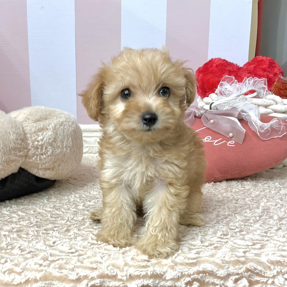 岡山県のマルプー(マルチーズ×プードル) (犬の家＆猫の里倉敷中庄店/2026年8月14日生まれ/女の子/レッド)の子犬の4枚目の画像