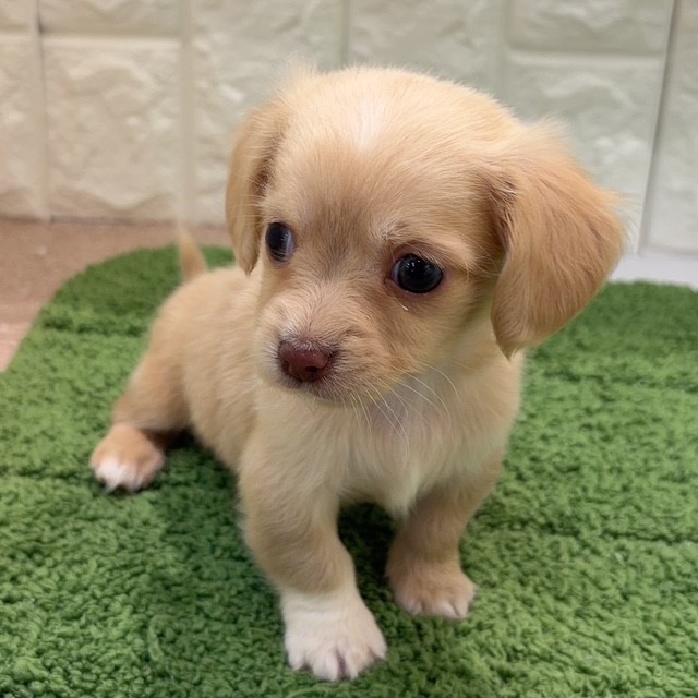 岡山県のチワックス(チワワ×ダックス) (犬の家＆猫の里倉敷店/2026年8月15日生まれ/女の子/クリーム)の子犬の4枚目の画像