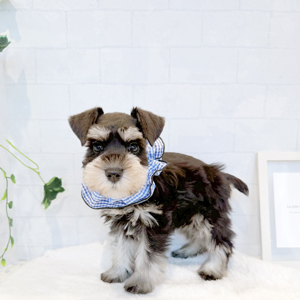 石川県のミニチュアシュナウザー (犬の家＆猫の里金沢店/2026年8月15日生まれ/男の子/ブラックシルバー)の子犬の4枚目の画像