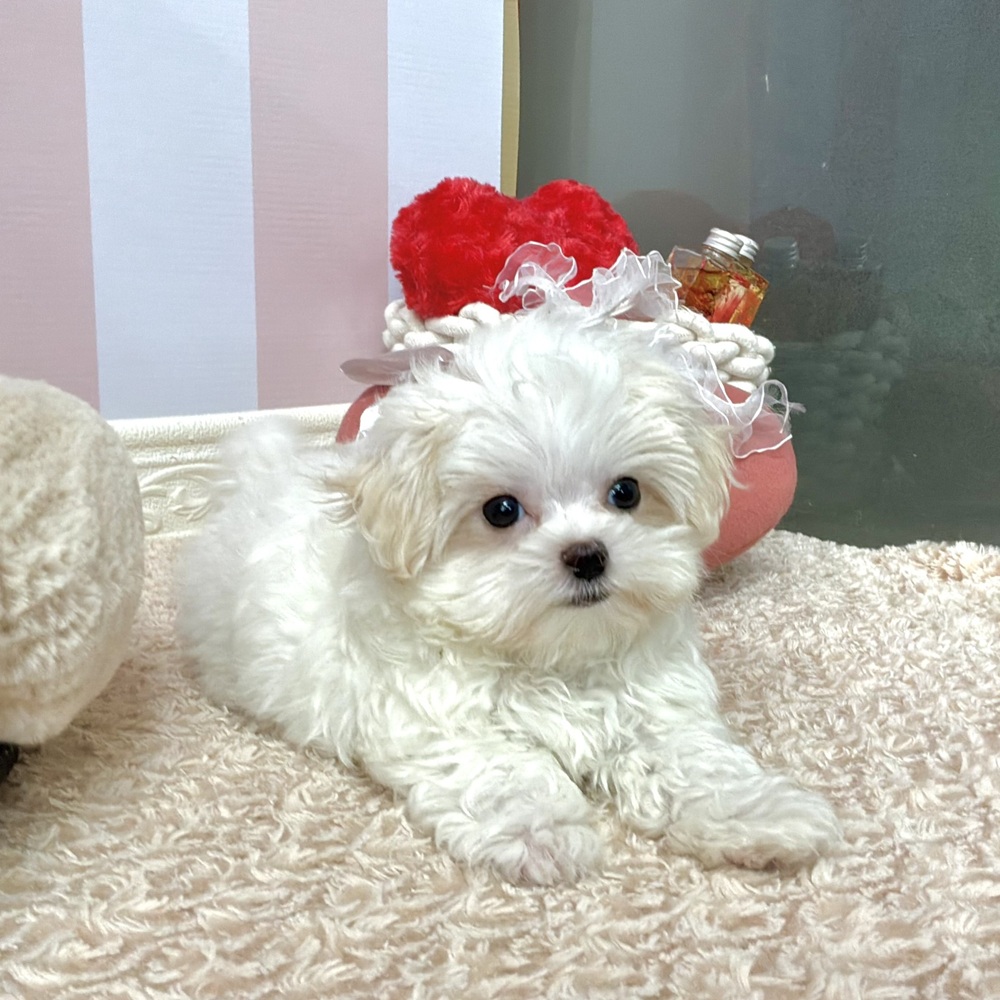 岡山県のマルチーズ (犬の家＆猫の里倉敷中庄店/2026年8月15日生まれ/男の子/ホワイト)の子犬の4枚目の画像