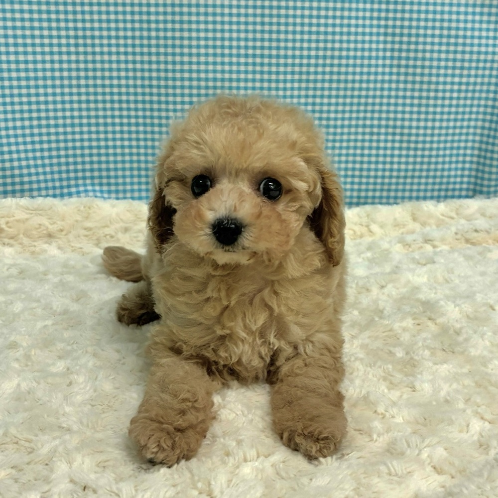 愛知県のトイプードル(トイ) (犬の家＆猫の里一宮店/2026年8月12日生まれ/女の子/オレンジフォーン)の子犬の4枚目の画像