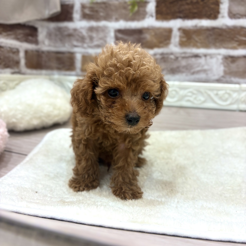 三重県のトイプードル(トイ) (犬の家＆猫の里三重桑名店/2026年8月16日生まれ/男の子/レッド)の子犬の1枚目の画像