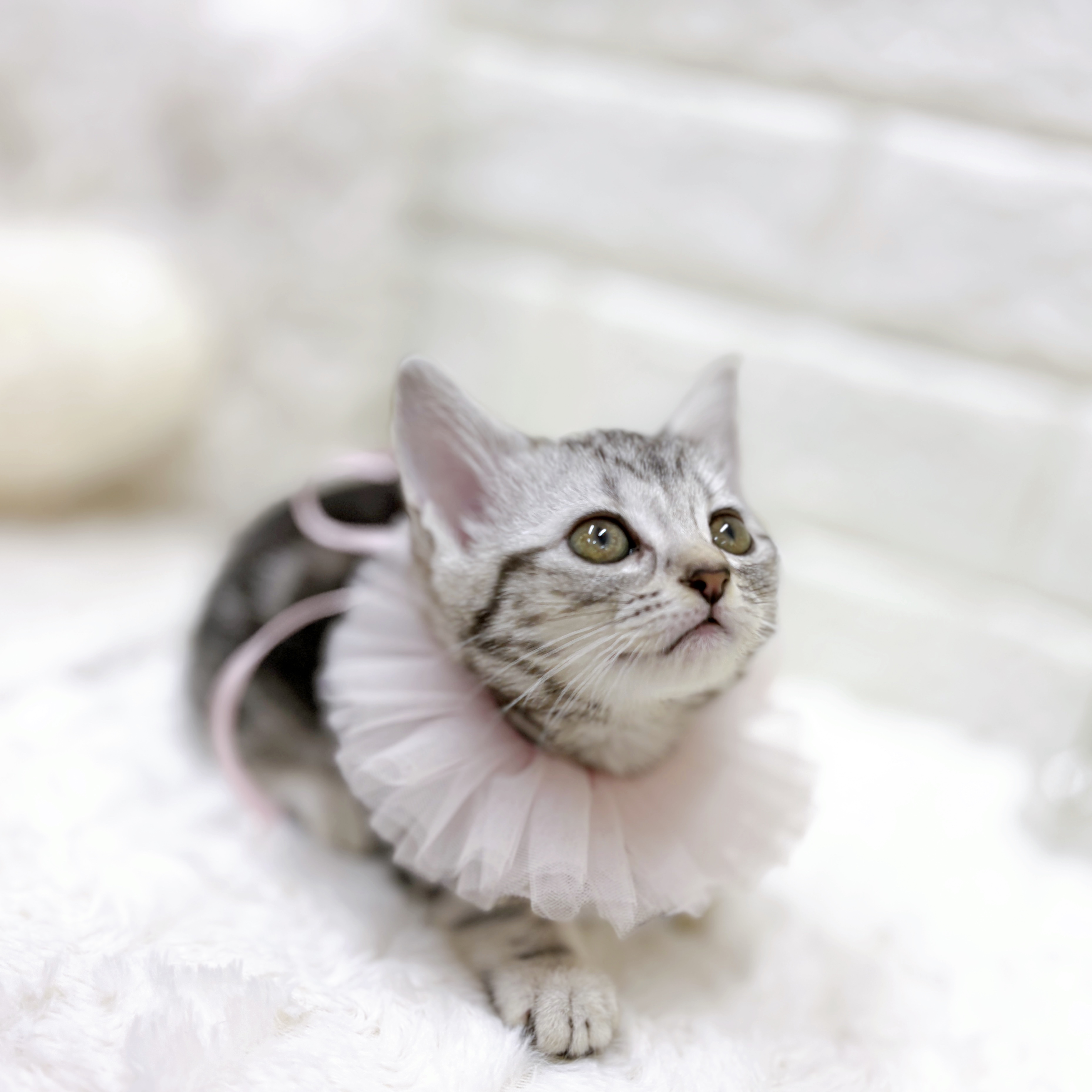 福井県のアメリカンショートヘアー (犬の家＆猫の里アミーゴ福井店/2026年8月16日生まれ/女の子/シルバータビー)の子猫の4枚目の画像