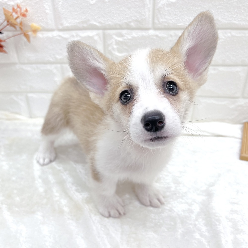 愛知県のウェルシュコーギーペンブローク (犬の家＆猫の里名古屋天白店/2026年8月16日生まれ/女の子/レッドホワイト)の子犬の4枚目の画像