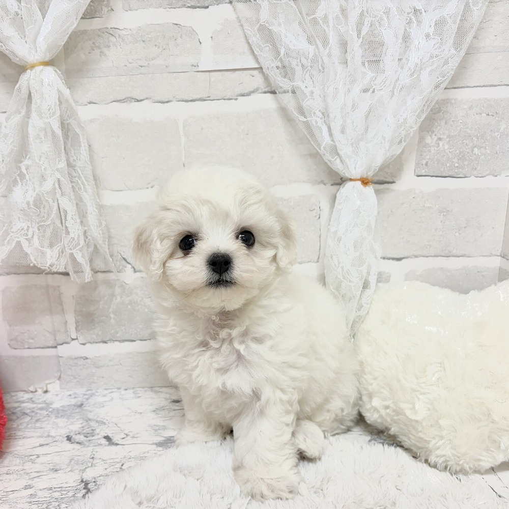 京都府のビションフリーゼ (犬の家＆猫の里京都精華店/2026年8月16日生まれ/女の子/ホワイト)の子犬の4枚目の画像