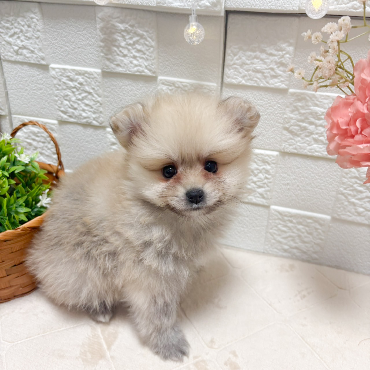 東京都のポメラニアン (犬の家＆猫の里ペットフォレスト小平店/2026年8月17日生まれ/女の子/クリームセーブル)の子犬の4枚目の画像