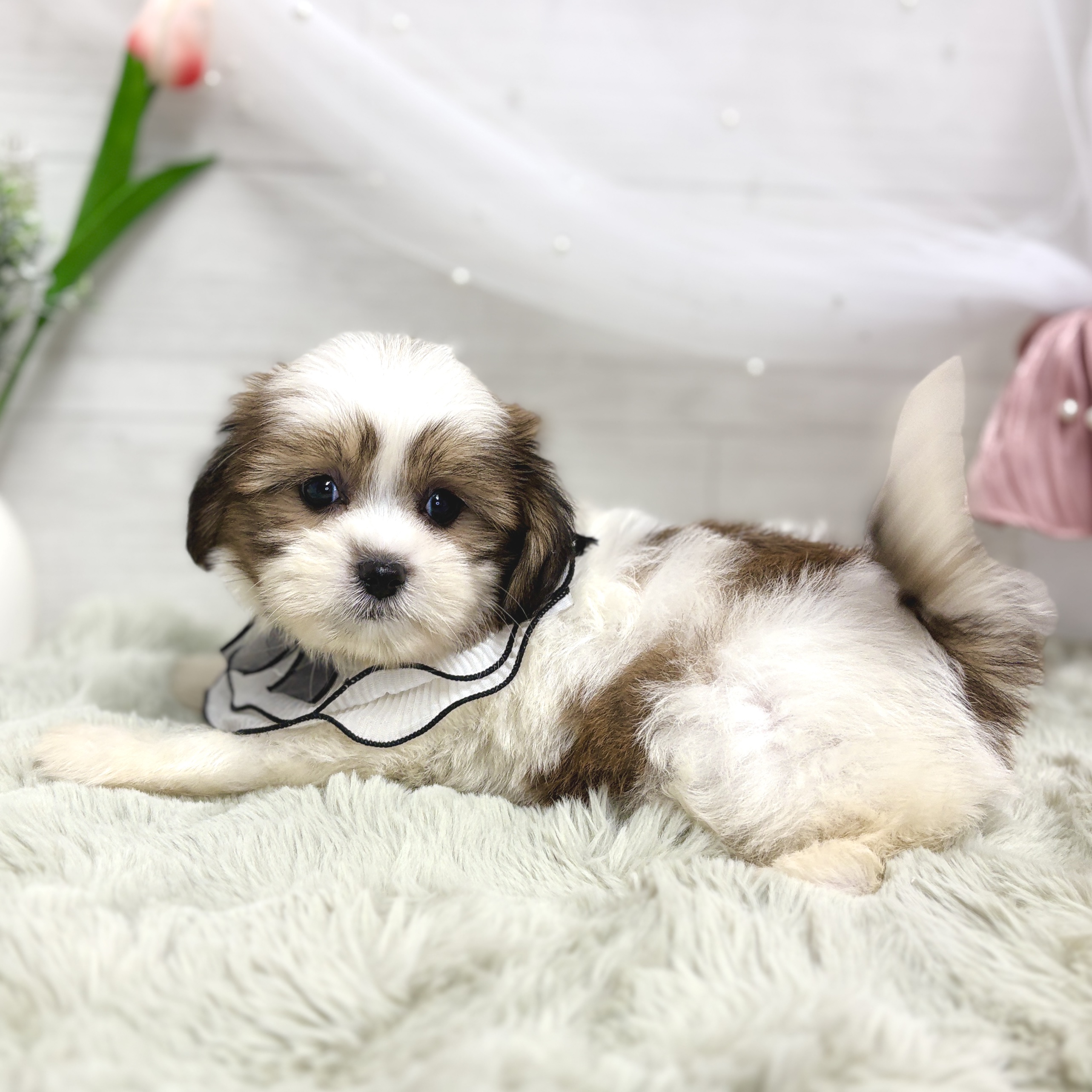 神奈川県のハーフ犬・ミックス犬 (犬の家＆猫の里相模原店/2026年8月17日生まれ/男の子/ホワイトゴールド)の子犬の4枚目の画像