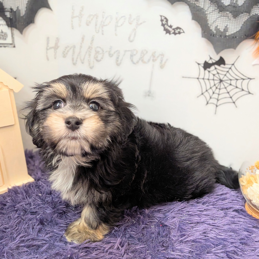 マルックス(マルチーズ×ダックス)の子犬 28頭掲載中|相場16万円
