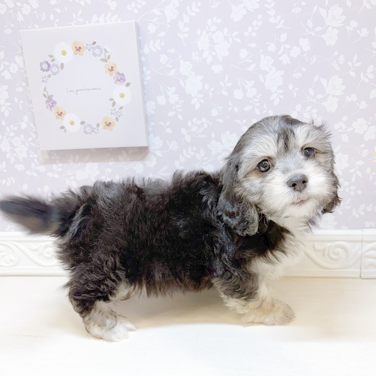 石川県のマルックス(マルチーズ×ダックス) (犬の家＆猫の里アミーゴ金沢おこばた店/2026年8月12日生まれ/女の子/ブラックタン)の子犬の4枚目の画像