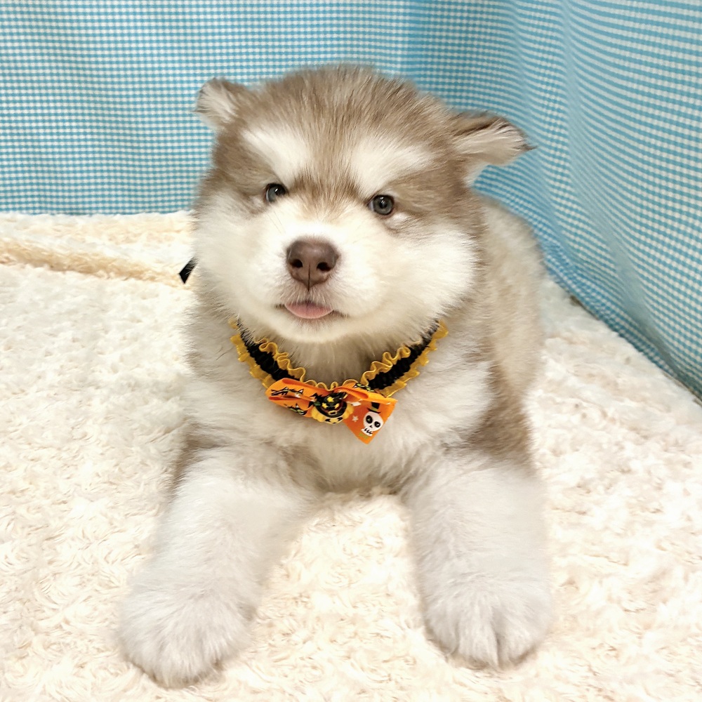 愛知県のアラスカンマラミュート (犬の家＆猫の里一宮店/2026年8月18日生まれ/男の子/ブラウンホワイト)の子犬の4枚目の画像