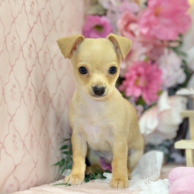 千葉県のチワピン(チワワ×ミニチュアピンシャー) (犬の家＆猫の里ワンズモール稲毛店/2026年8月18日生まれ/男の子/フォーン)の子犬の4枚目の画像