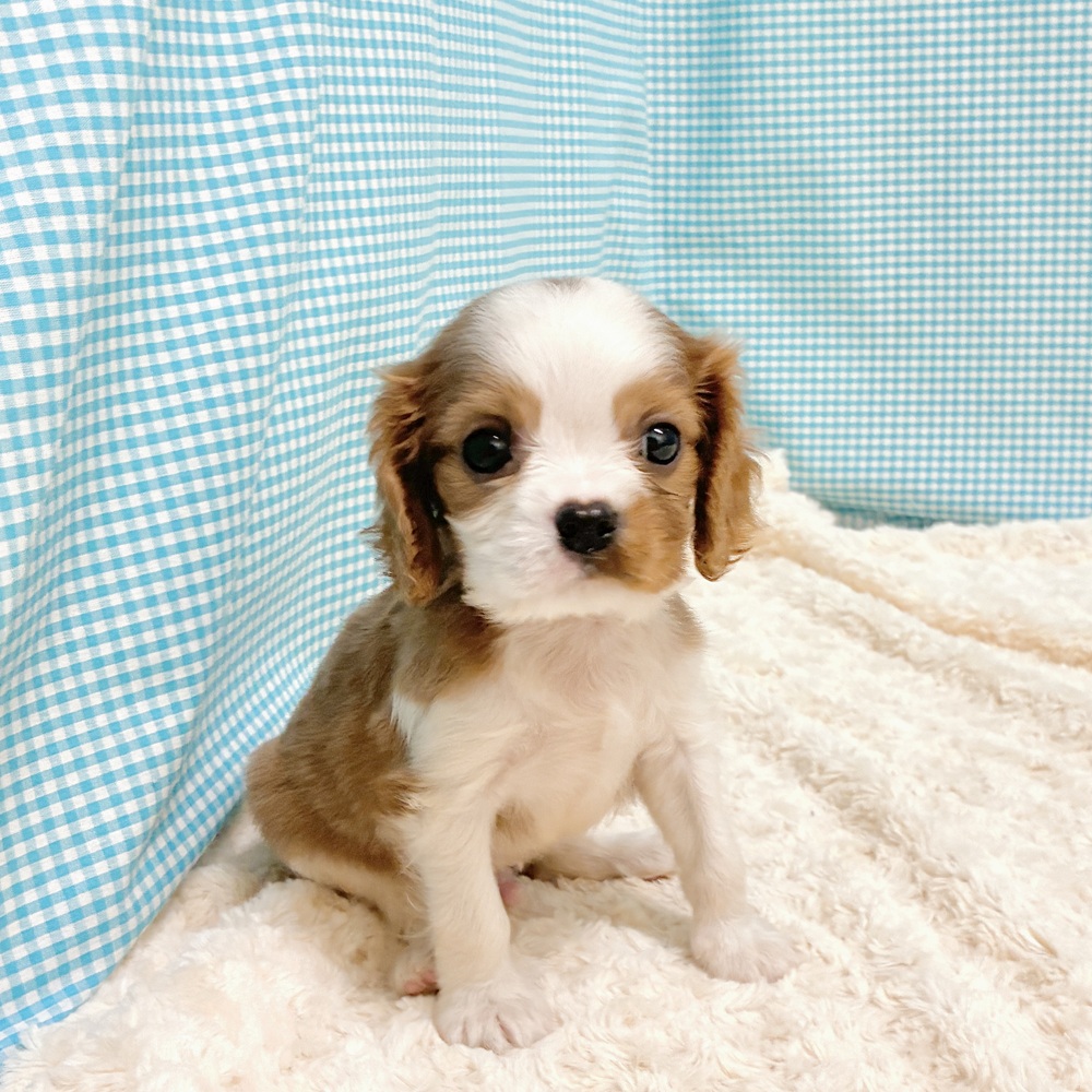 愛知県のキャバリアキングチャールズスパニエル (犬の家＆猫の里一宮店/2026年8月17日生まれ/男の子/ブレンハイム)の子犬の4枚目の画像
