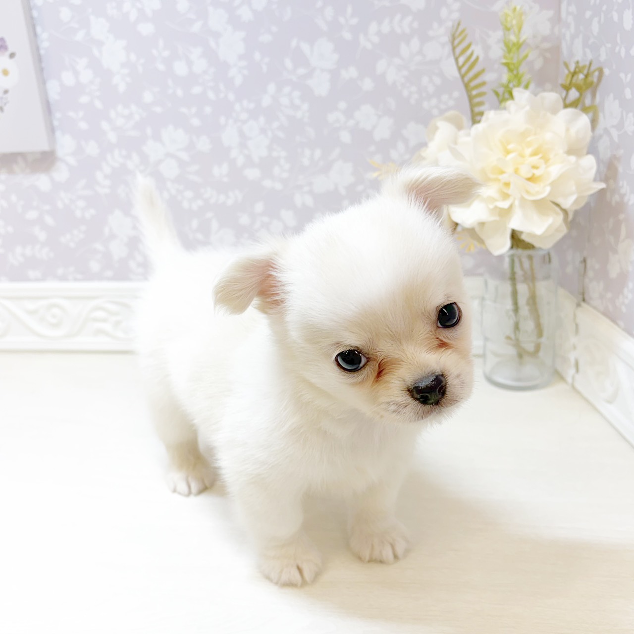 石川県のチワワ(ロング) (犬の家＆猫の里アミーゴ金沢おこばた店/2026年8月17日生まれ/男の子/クリーム)の子犬の4枚目の画像