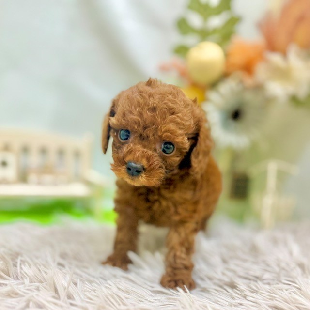 生体画像４