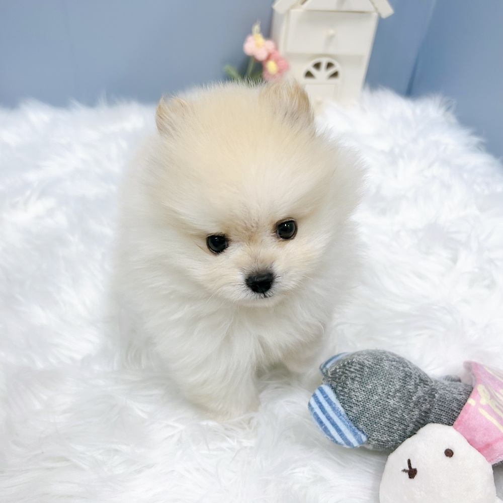 愛知県のポメラニアン (犬の家＆猫の里岡崎店/2026年8月17日生まれ/男の子/クリーム)の子犬の4枚目の画像