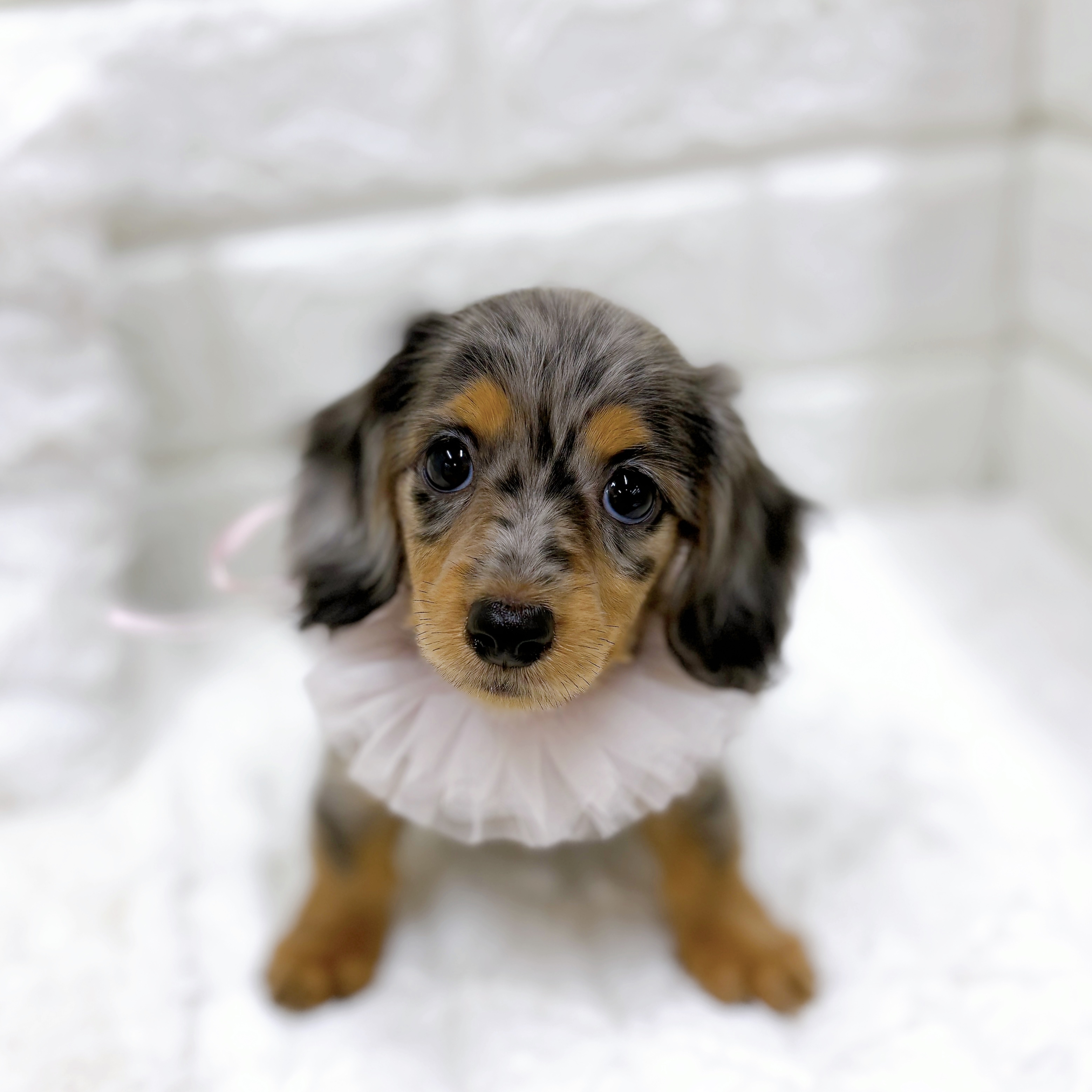 福井県のミニチュアダックスフンド(ロング) (犬の家＆猫の里アミーゴ福井店/2026年8月18日生まれ/女の子/シルバーダップル)の子犬の4枚目の画像