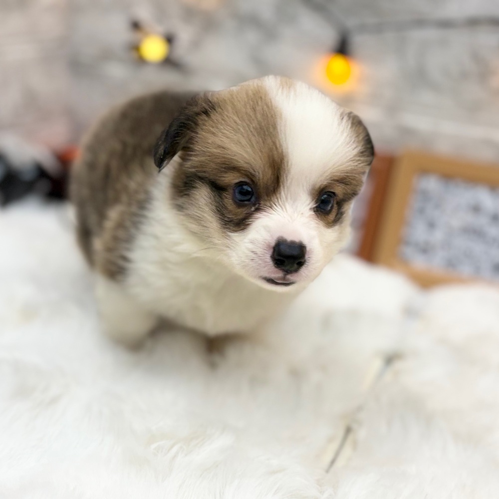 静岡県のウェルシュコーギーペンブローク (犬の家＆猫の里MEGAドン・キホーテ袋井店/2026年8月18日生まれ/男の子/レッドホワイト)の子犬の4枚目の画像