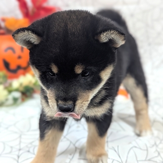 神奈川県の柴犬(標準サイズ) (犬の家＆猫の里小田原店/2026年8月17日生まれ/女の子/黒)の子犬の4枚目の画像