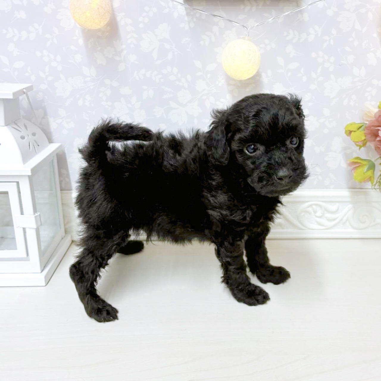 富山県のトイプードル(トイ) (犬の家＆猫の里アミーゴ山室店/2026年8月12日生まれ/男の子/ブラック)の子犬の4枚目の画像
