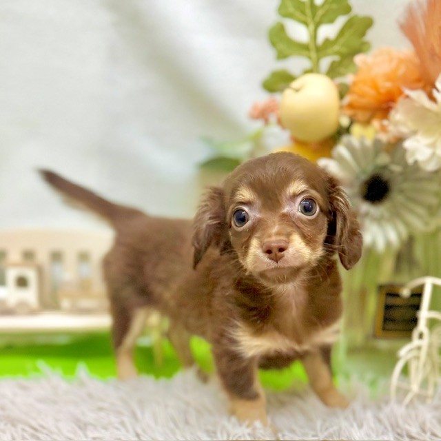 静岡県のチワックス(チワワ×ダックス) (犬の家＆猫の里藤枝店/2026年8月15日生まれ/男の子/チョコレートタン)の子犬の4枚目の画像