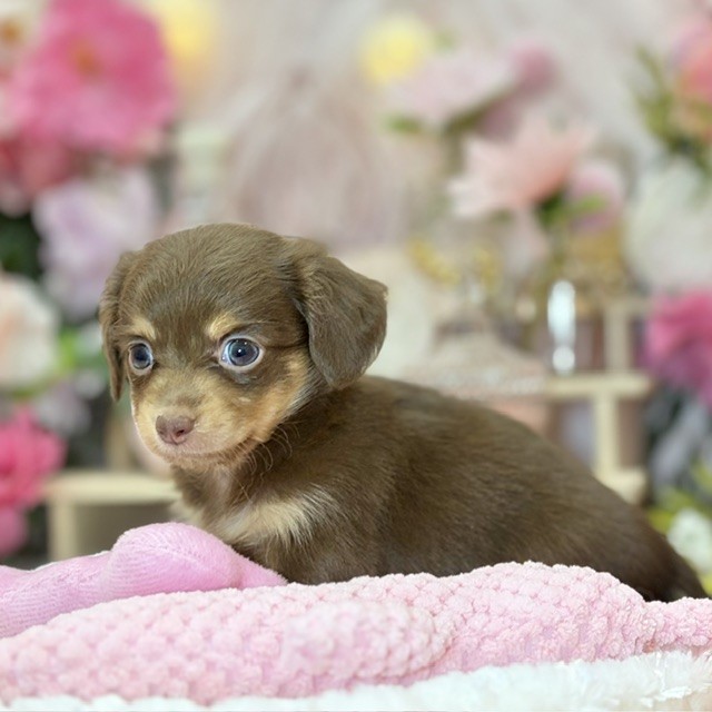 千葉県のチワックス(チワワ×ダックス) (犬の家＆猫の里ワンズモール稲毛店/2026年8月15日生まれ/女の子/チョコレートタン)の子犬の4枚目の画像