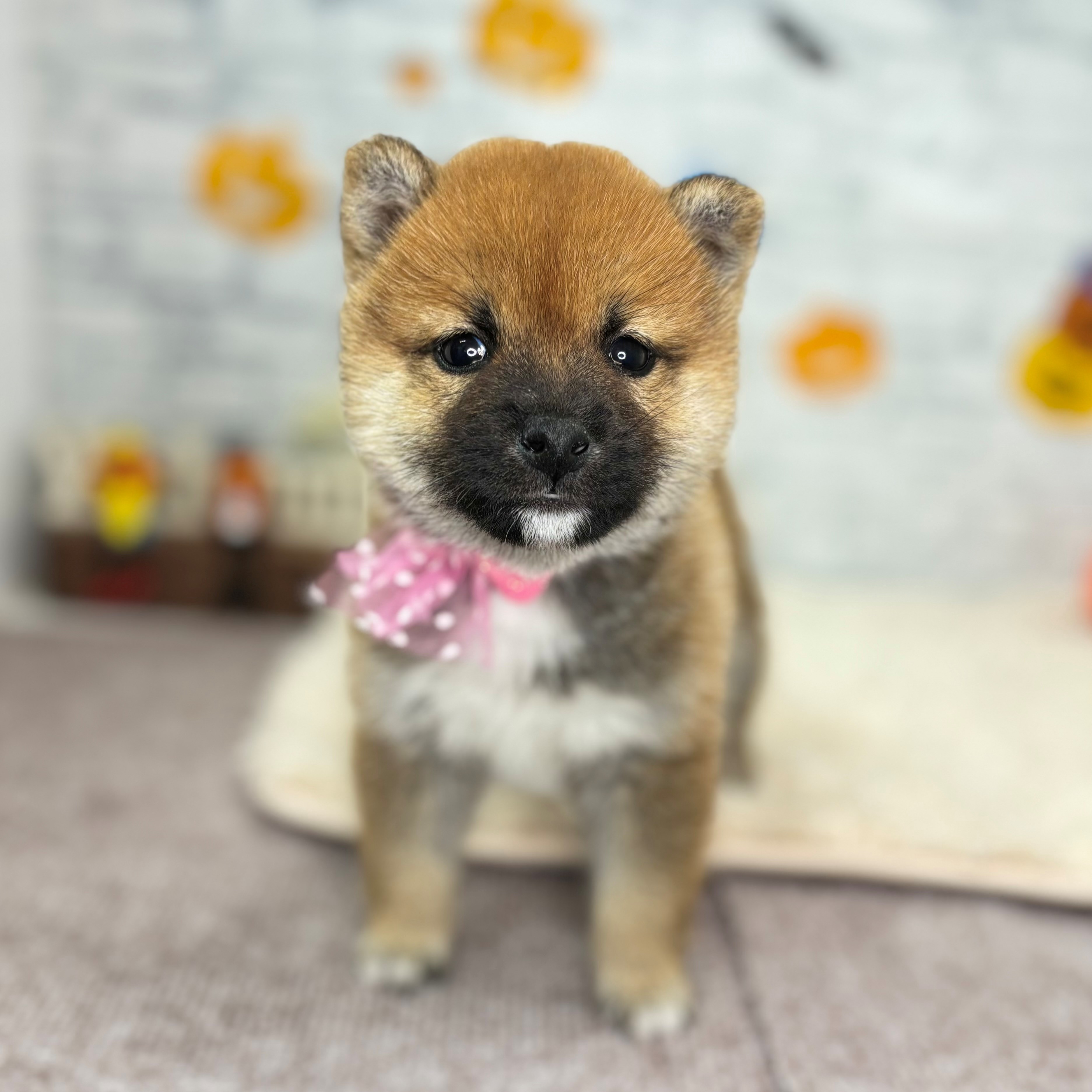 長野県の豆柴 (犬の家＆猫の里長野店/2026年8月18日生まれ/女の子/赤)の子犬の4枚目の画像