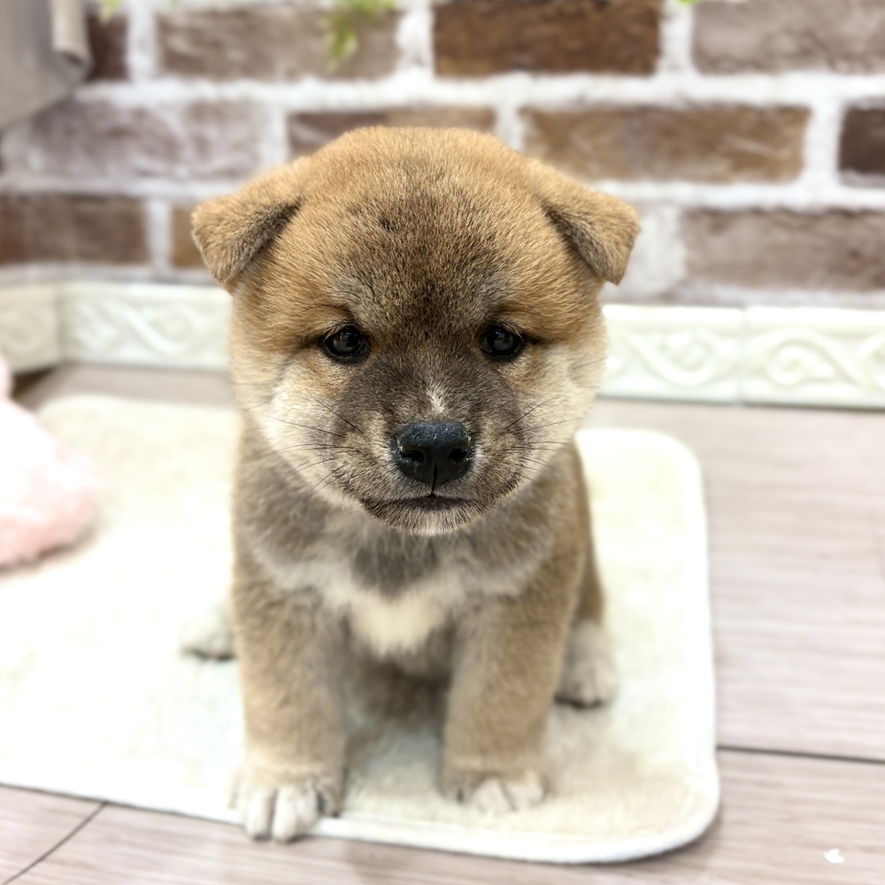 三重県の柴犬(標準サイズ) (犬の家＆猫の里三重桑名店/2026年8月18日生まれ/男の子/赤)の子犬の1枚目の画像