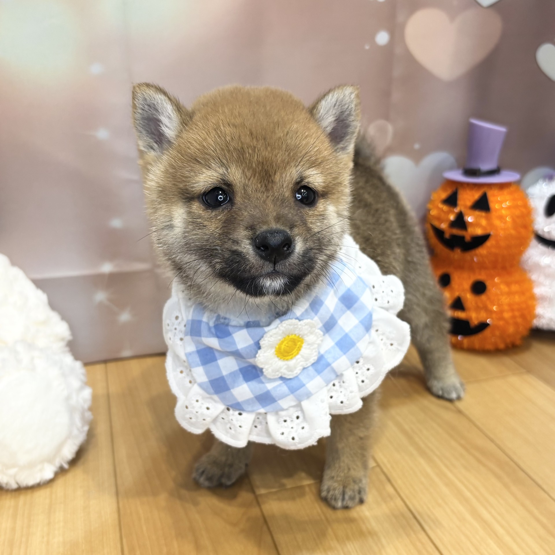 長野県の豆柴 (犬の家＆猫の里カインズ梓川店/2026年8月17日生まれ/男の子/赤)の子犬の4枚目の画像