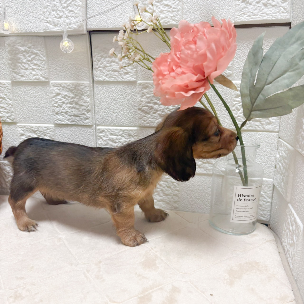 東京都のミニチュアダックスフンド(ロング) (犬の家＆猫の里ペットフォレスト小平店/2026年8月15日生まれ/女の子/レッド)の子犬の4枚目の画像