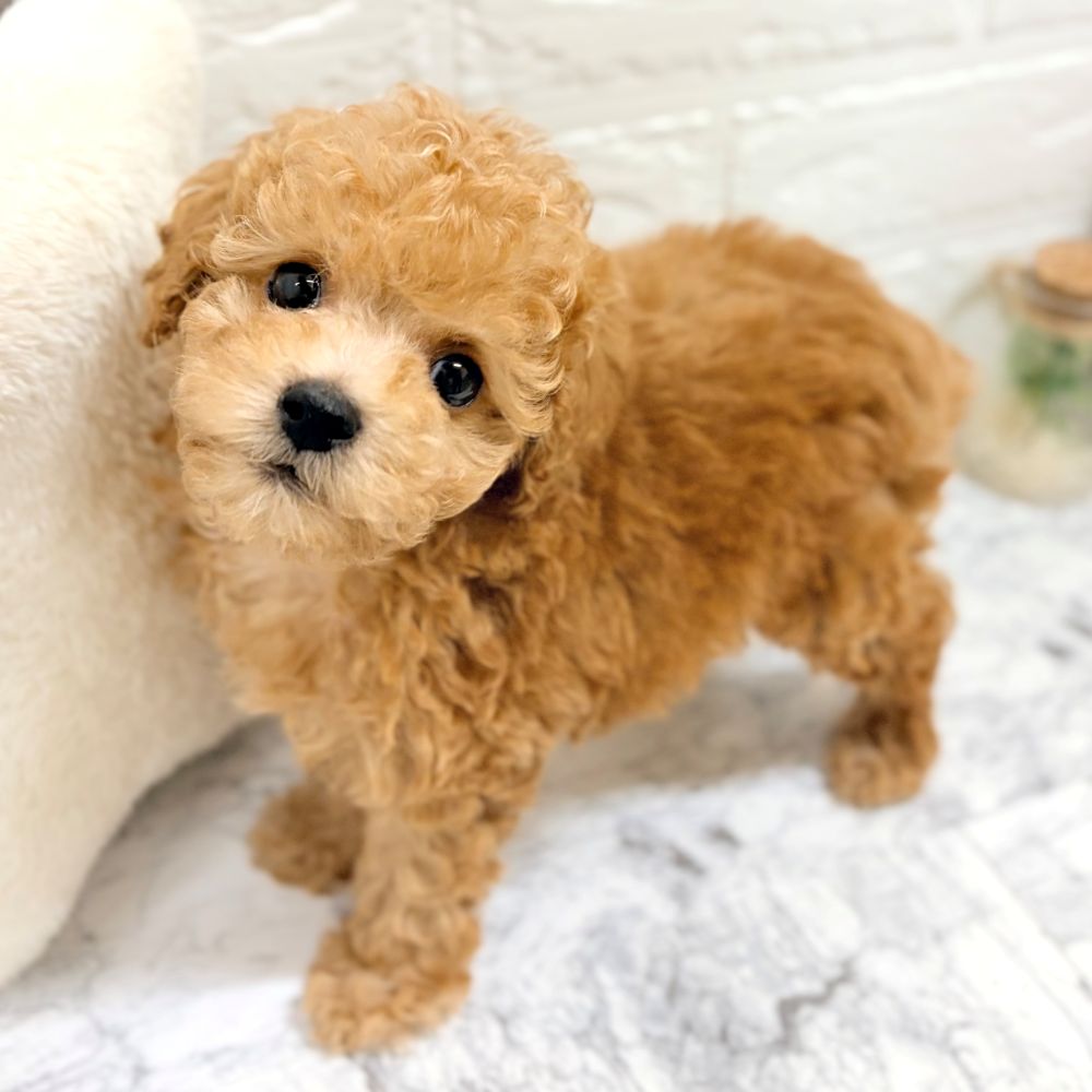 愛知県のトイプードル(トイ) (犬の家＆猫の里豊田店/2026年8月18日生まれ/男の子/アプリコット)の子犬の1枚目の画像