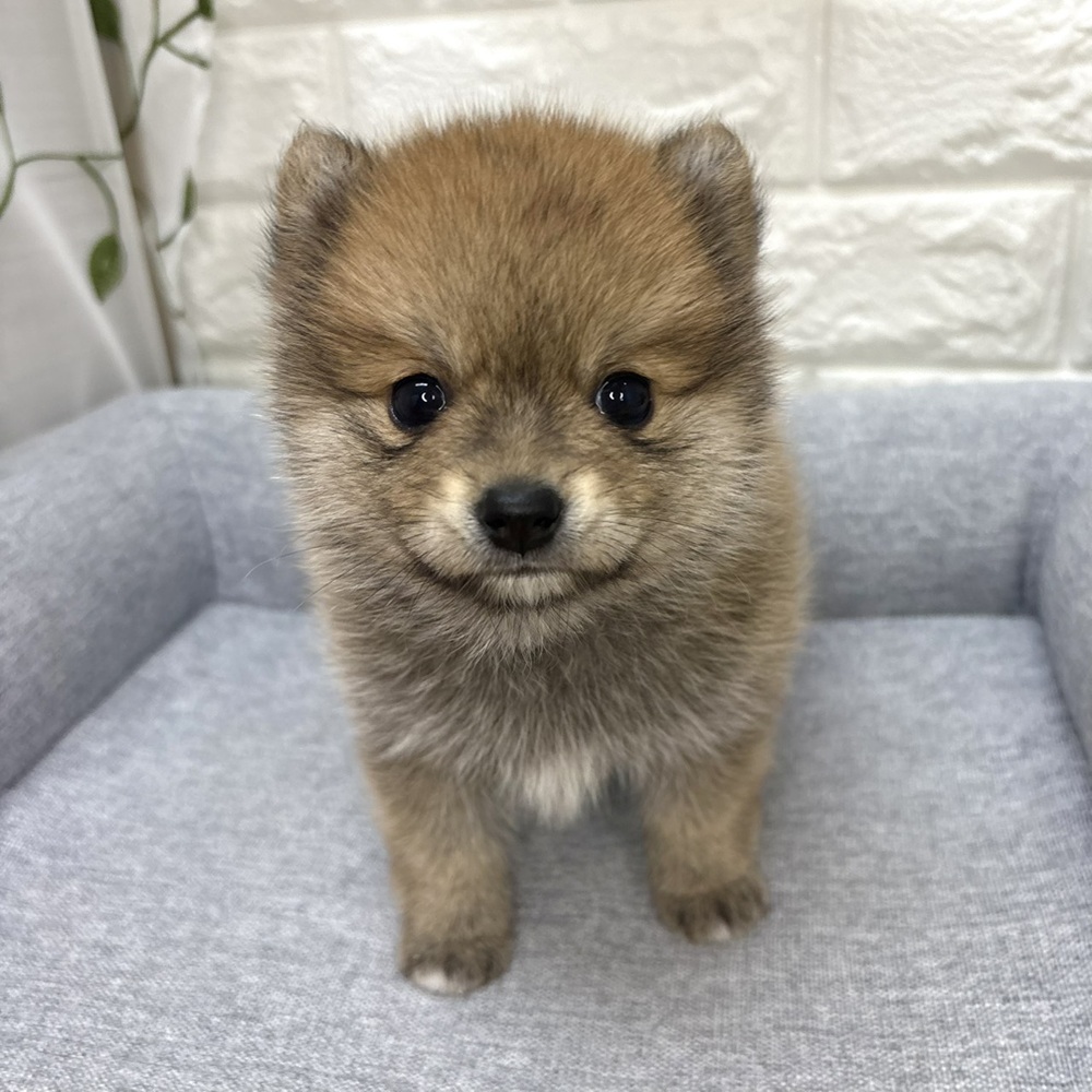 長野県のポメ柴/豆ポメ/ポメ豆柴(ポメラニアン×柴犬) (犬の家＆猫の里塩尻店/2026年8月18日生まれ/女の子/赤)の子犬の4枚目の画像