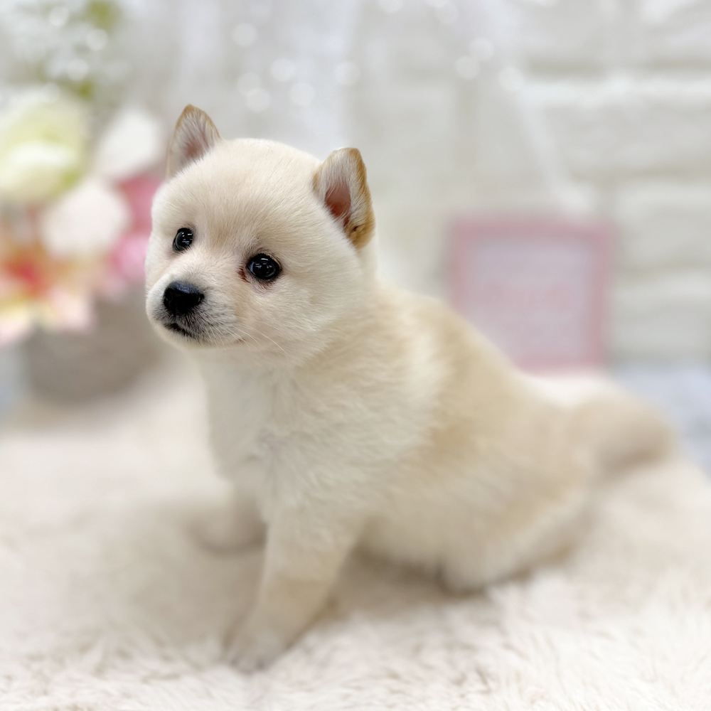 福井県のポメ柴/豆ポメ/ポメ豆柴(ポメラニアン×柴犬) (犬の家＆猫の里アミーゴ福井大和田店/2026年8月18日生まれ/女の子/白)の子犬の4枚目の画像