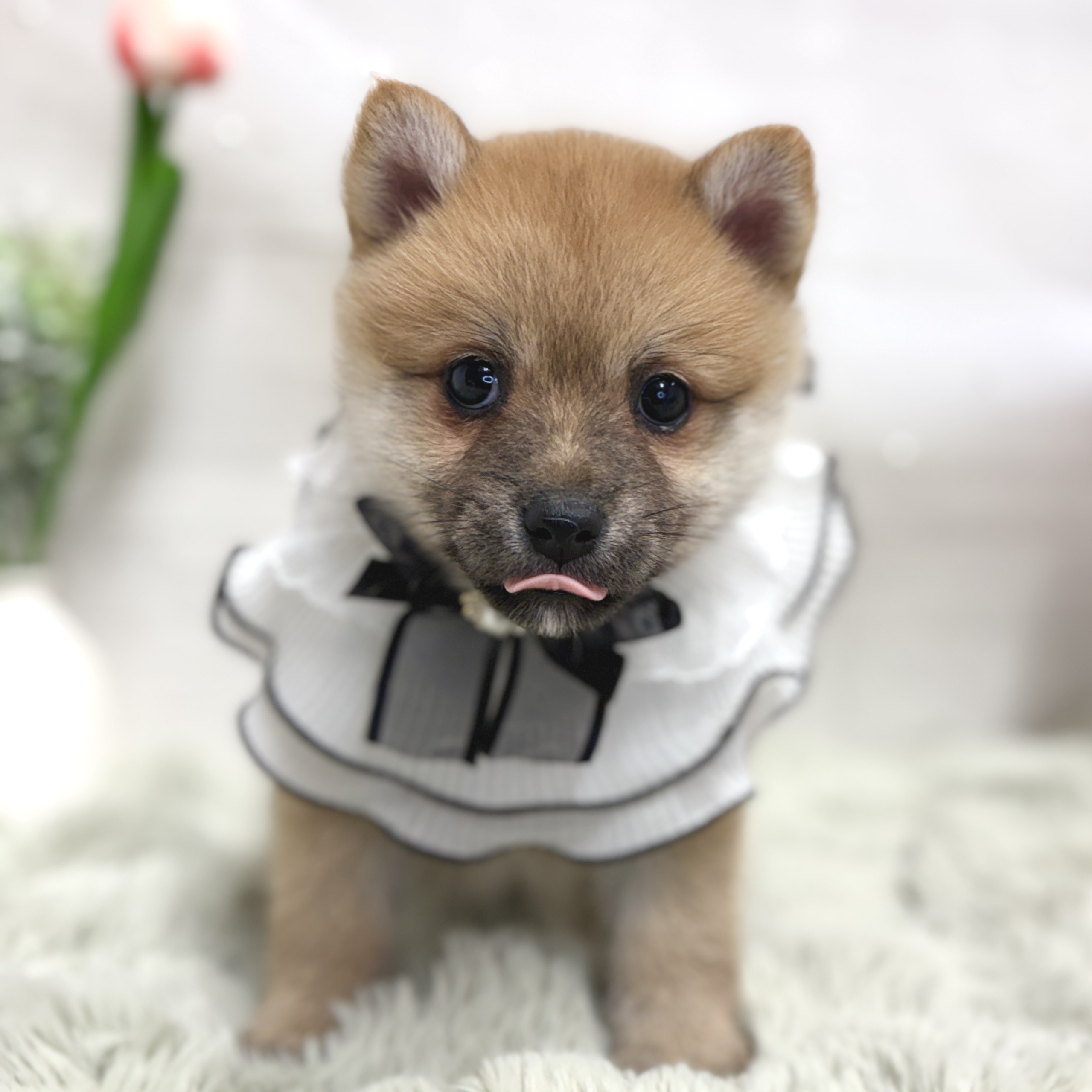 神奈川県のポメ柴/豆ポメ/ポメ豆柴(ポメラニアン×柴犬) (犬の家＆猫の里相模原店/2026年8月18日生まれ/女の子/赤)の子犬の4枚目の画像