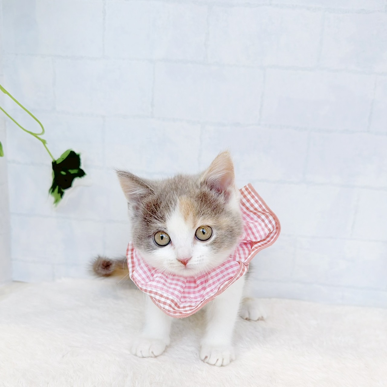 石川県のブリティッシュショートヘアー (犬の家＆猫の里金沢店/2026年8月11日生まれ/女の子/ダイリュートキャリコ)の子猫の4枚目の画像
