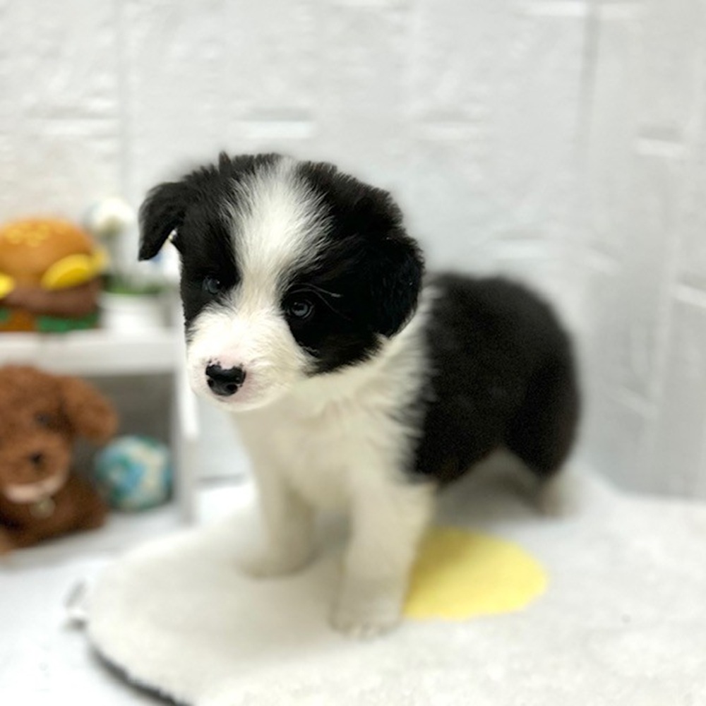 愛知県のボーダーコリー (犬の家＆猫の里豊川インター店/2026年8月18日生まれ/男の子/ブラックホワイト)の子犬の4枚目の画像