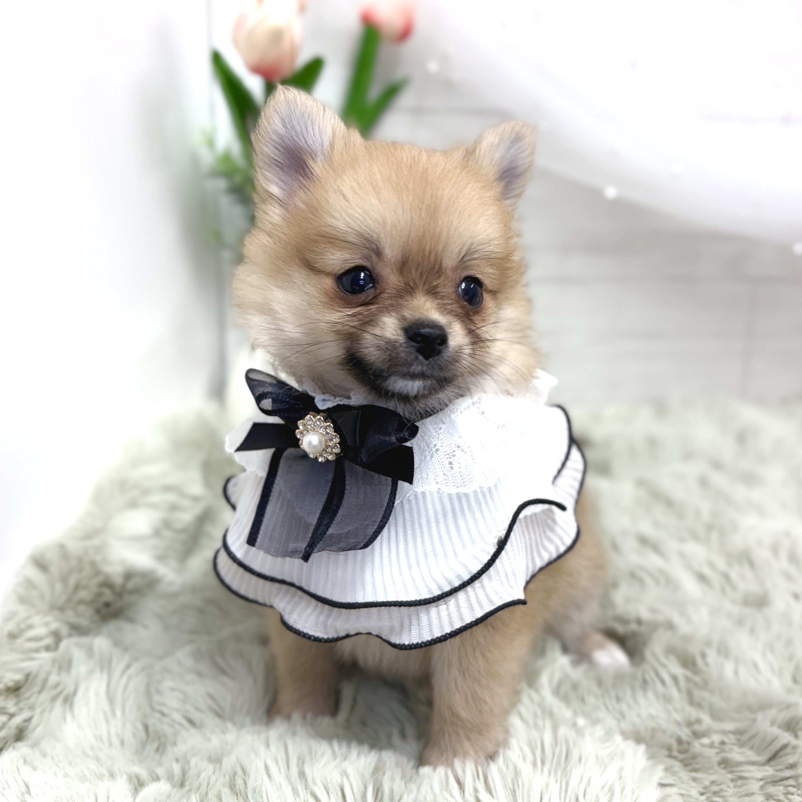 神奈川県のポメチワ/チワポメ/ポメチー(ポメラニアン×チワワ) (犬の家＆猫の里相模原店/2026年8月17日生まれ/女の子/クリームセーブル)の子犬の4枚目の画像