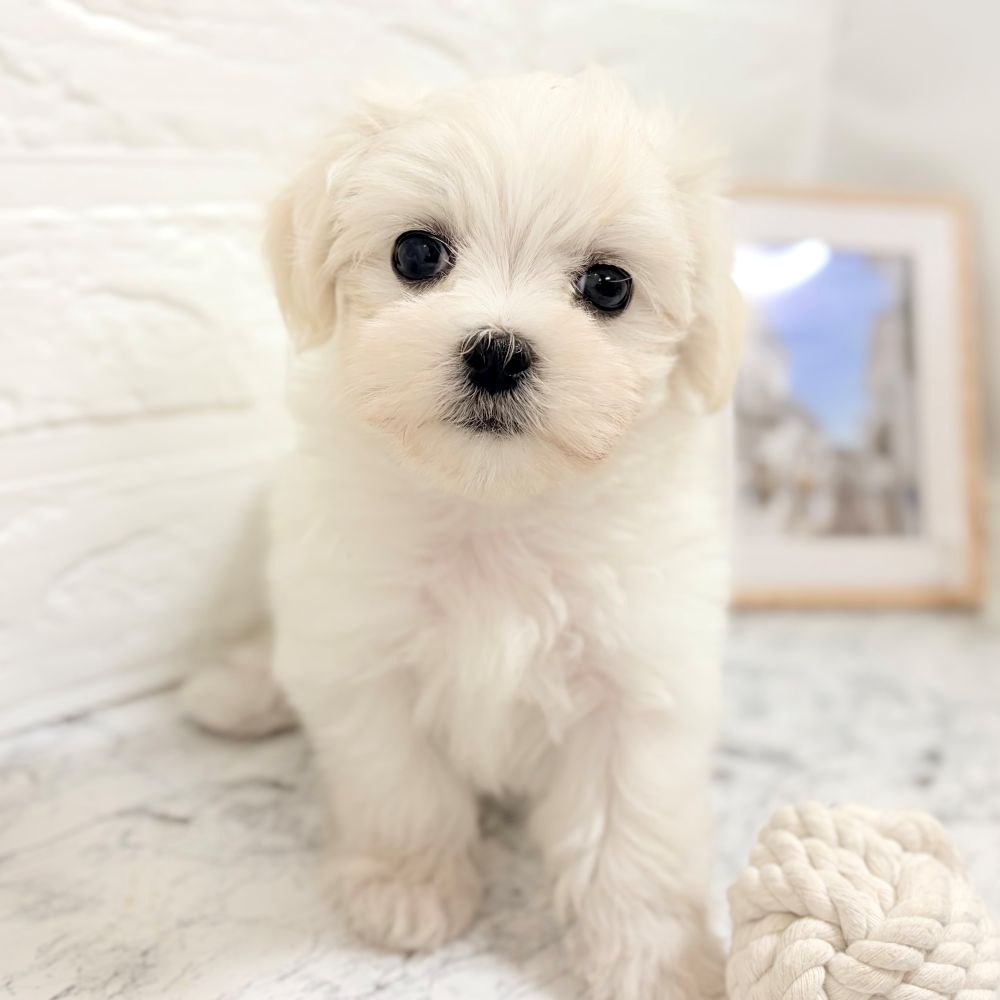 愛知県のマルチーズ (犬の家＆猫の里豊田店/2026年8月18日生まれ/女の子/ホワイト)の子犬の4枚目の画像