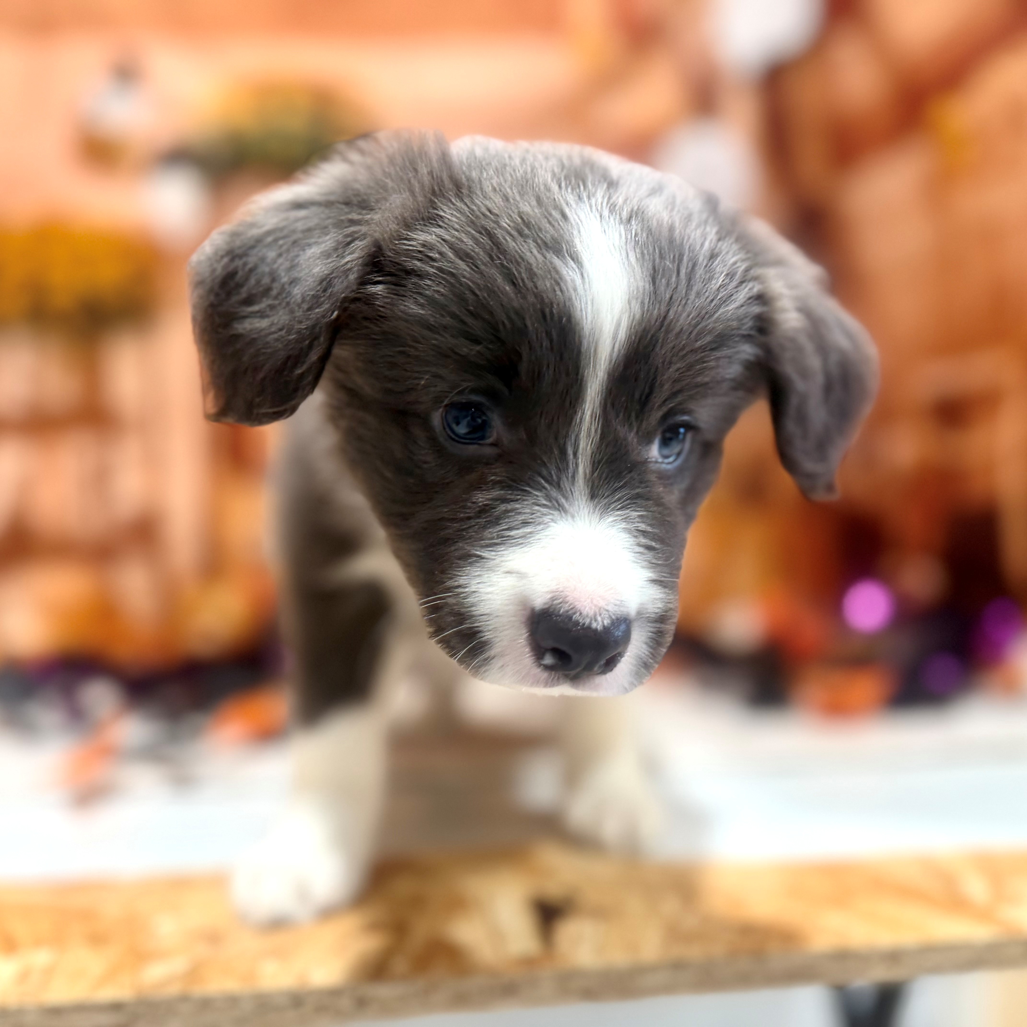 福岡県のボーダーコリー (犬の家＆猫の里トリアス久山店/2026年8月10日生まれ/女の子/ブルーホワイト)の子犬の4枚目の画像