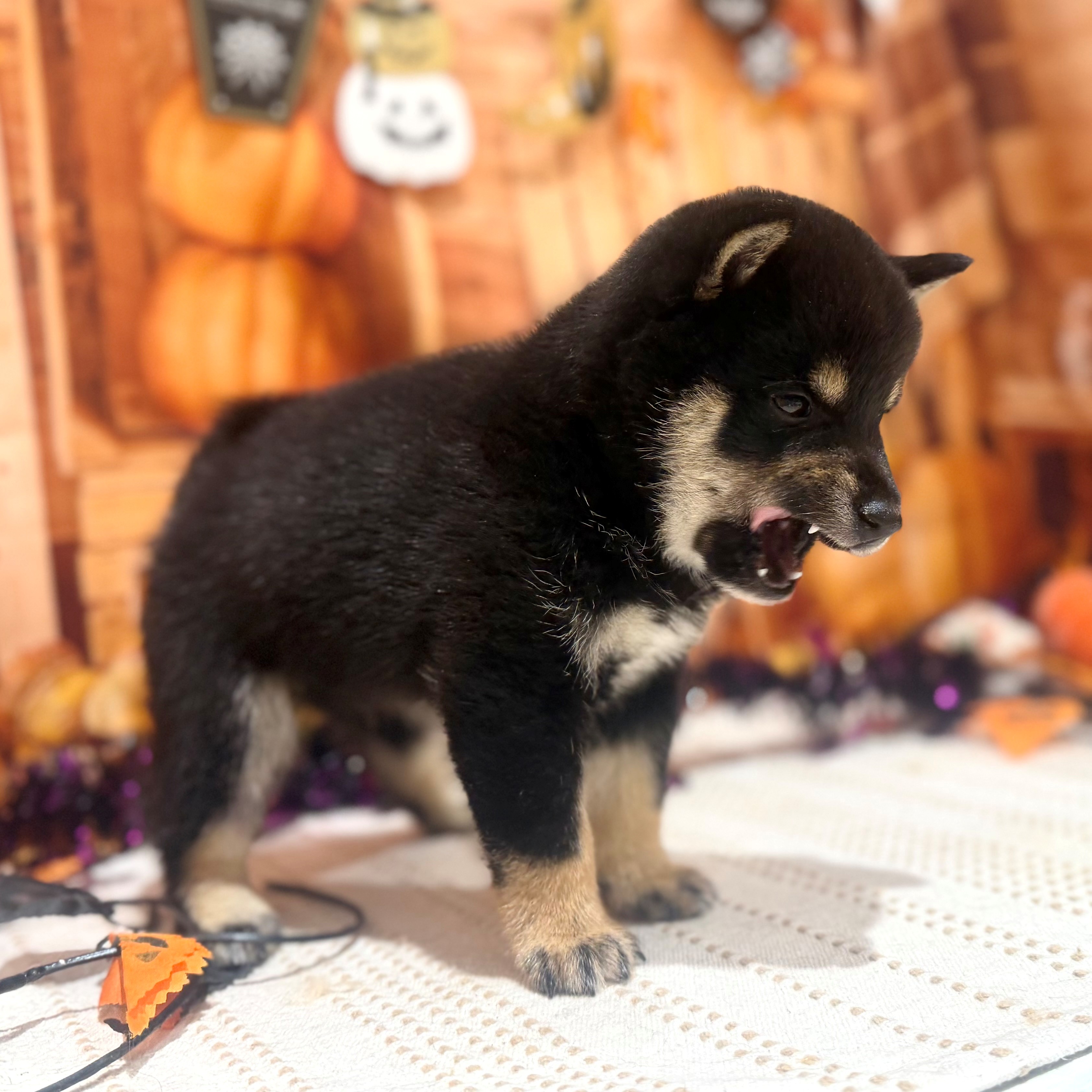 福岡県の豆柴 (犬の家＆猫の里トリアス久山店/2026年8月16日生まれ/男の子/黒)の子犬の4枚目の画像