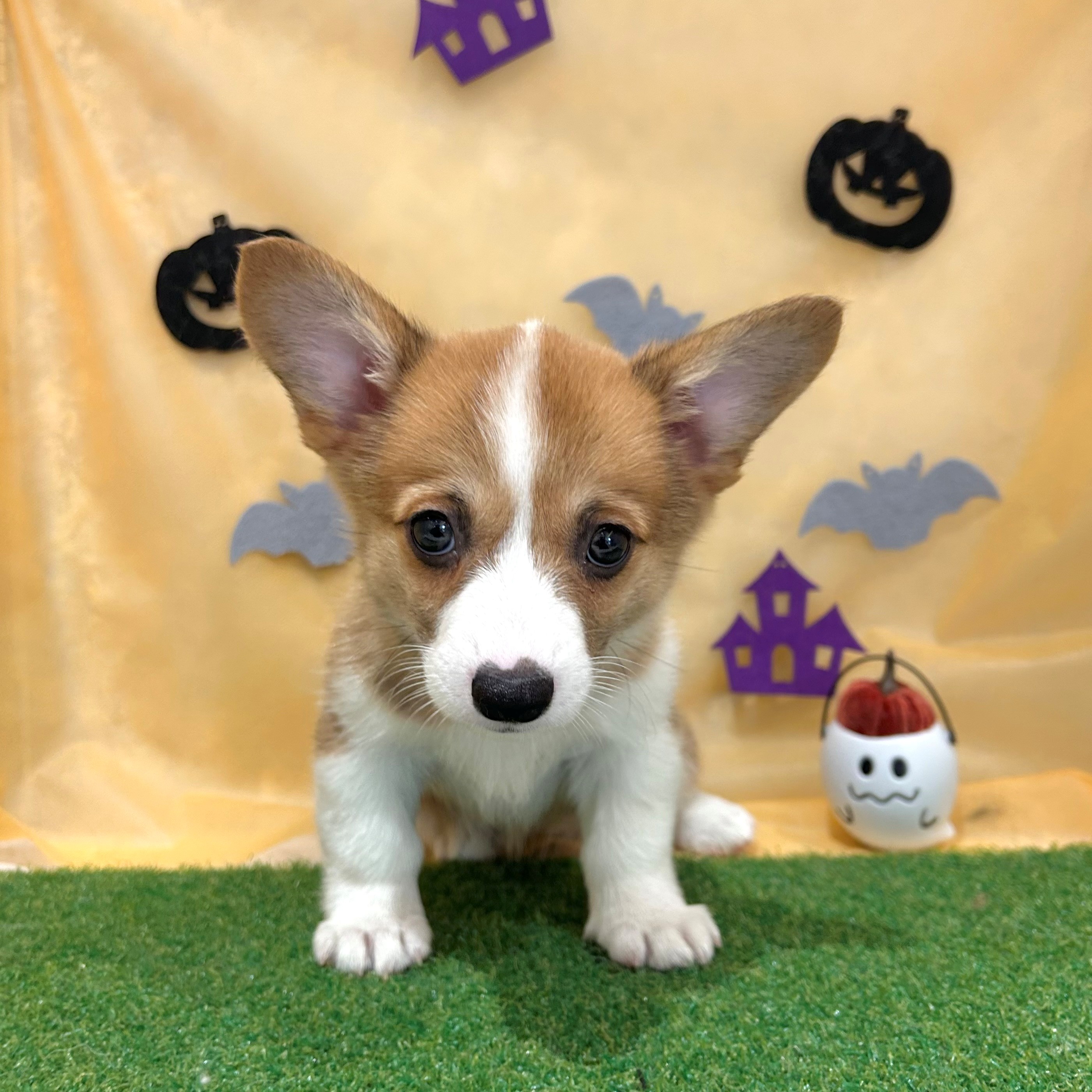 福岡県のウェルシュコーギーペンブローク (犬の家＆猫の里くりえいと宗像店/2026年8月15日生まれ/女の子/レッドホワイト)の子犬の1枚目の画像