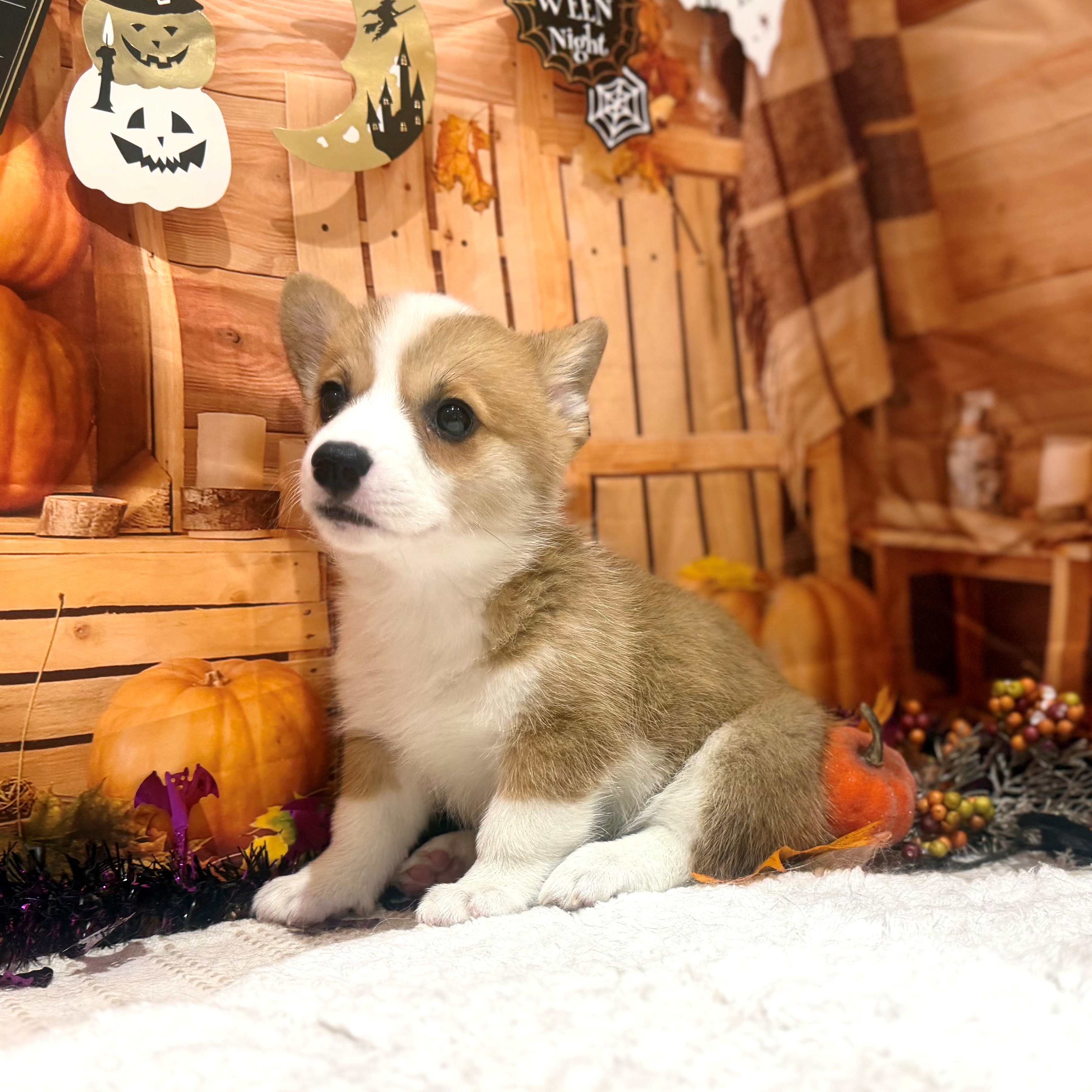 福岡県のウェルシュコーギーペンブローク (犬の家＆猫の里トリアス久山店/2026年8月15日生まれ/女の子/レッドホワイト)の子犬の4枚目の画像