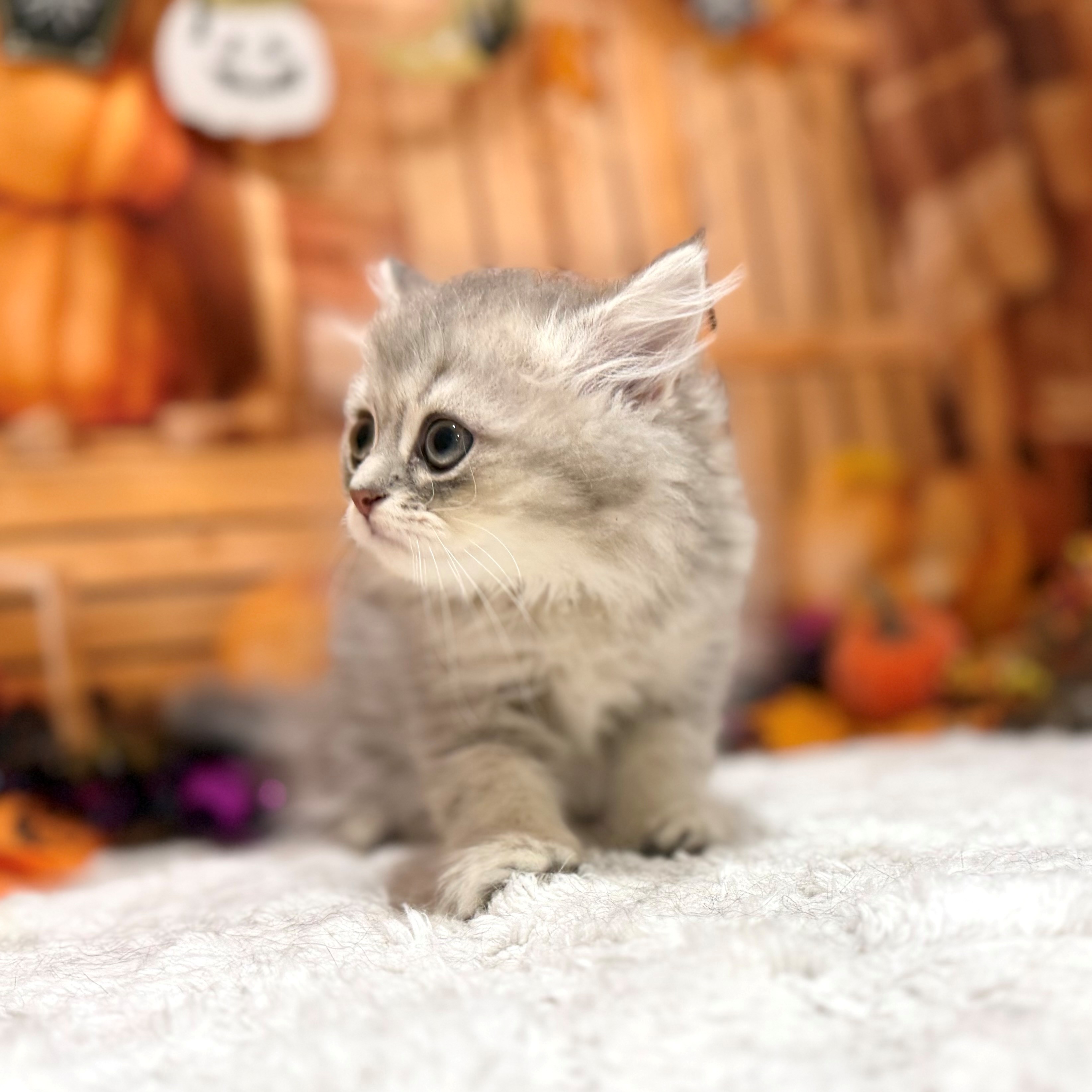 福岡県のペルシャ (犬の家＆猫の里トリアス久山店/2026年8月16日生まれ/女の子/ブルーチンチラゴールデン)の子猫の4枚目の画像
