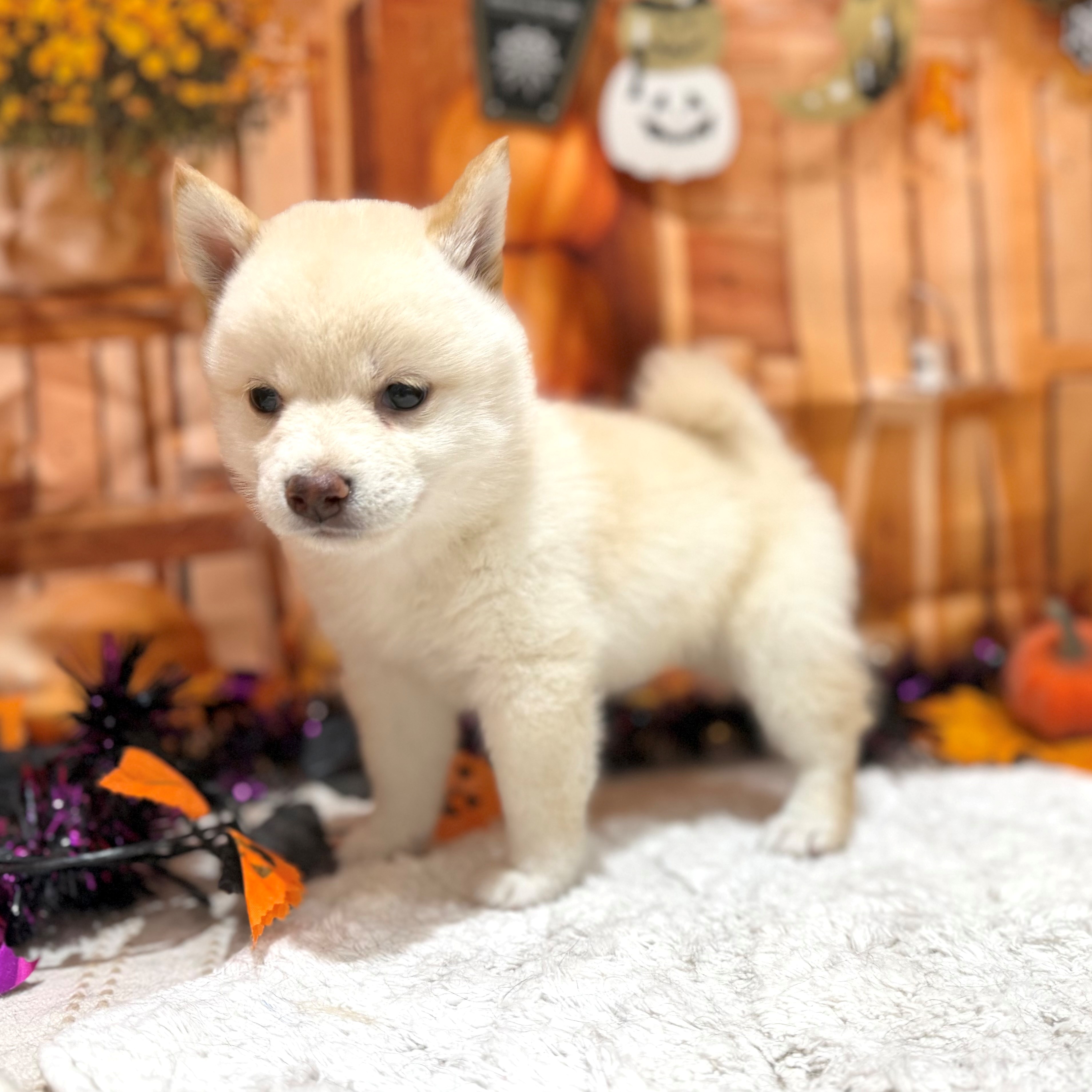 福岡県の豆柴 (犬の家＆猫の里トリアス久山店/2026年8月17日生まれ/女の子/白)の子犬の4枚目の画像