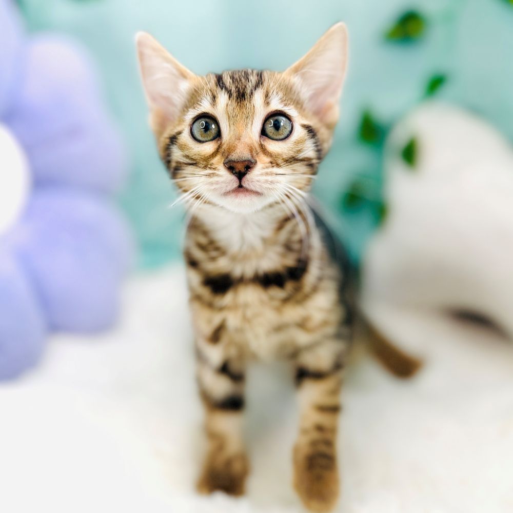 愛知県のベンガル (犬の家＆猫の里愛知刈谷店/2026年8月17日生まれ/女の子/ブラウンスポットタビー)の子猫の4枚目の画像