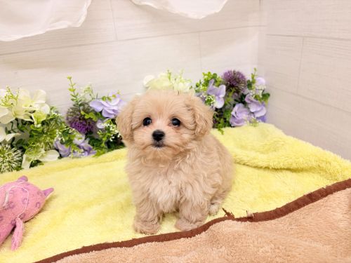 愛知県のマルプー(マルチーズ×プードル) (犬の家＆猫の里碧南店/2026年8月18日生まれ/女の子/クリームホワイト)の子犬の4枚目の画像