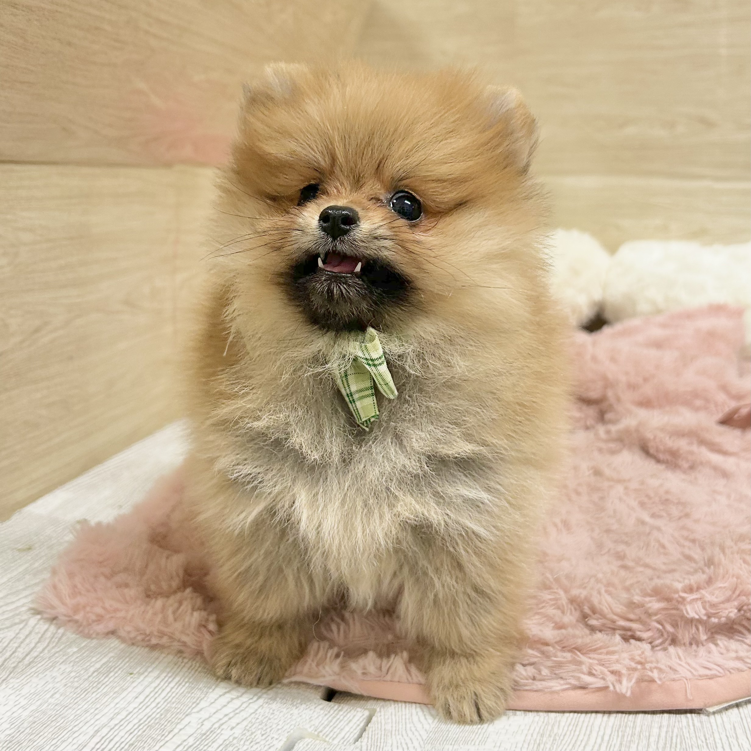 大阪府のポメラニアン (犬の家＆猫の里そよら東岸和田店/2026年8月17日生まれ/女の子/オレンジ)の子犬の4枚目の画像