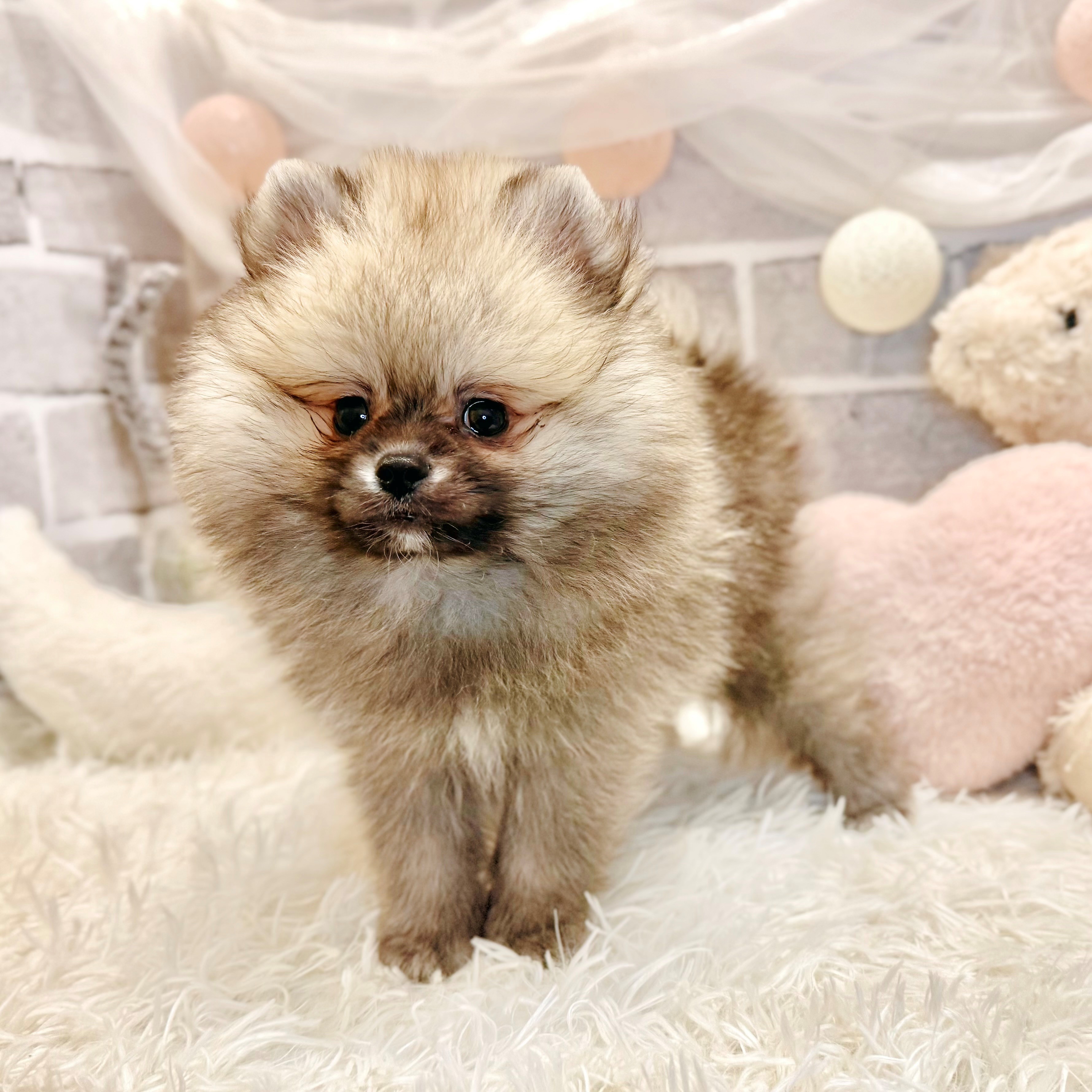兵庫県のポメラニアン (犬の家＆猫の里神戸店/2026年8月19日生まれ/男の子/ウルフセーブル)の子犬の4枚目の画像