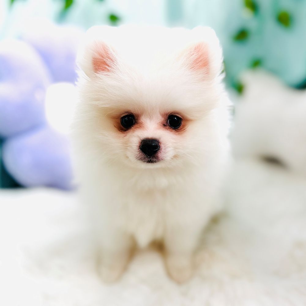 愛知県のポメラニアン (犬の家＆猫の里愛知刈谷店/2026年8月19日生まれ/男の子/クリーム)の子犬の4枚目の画像