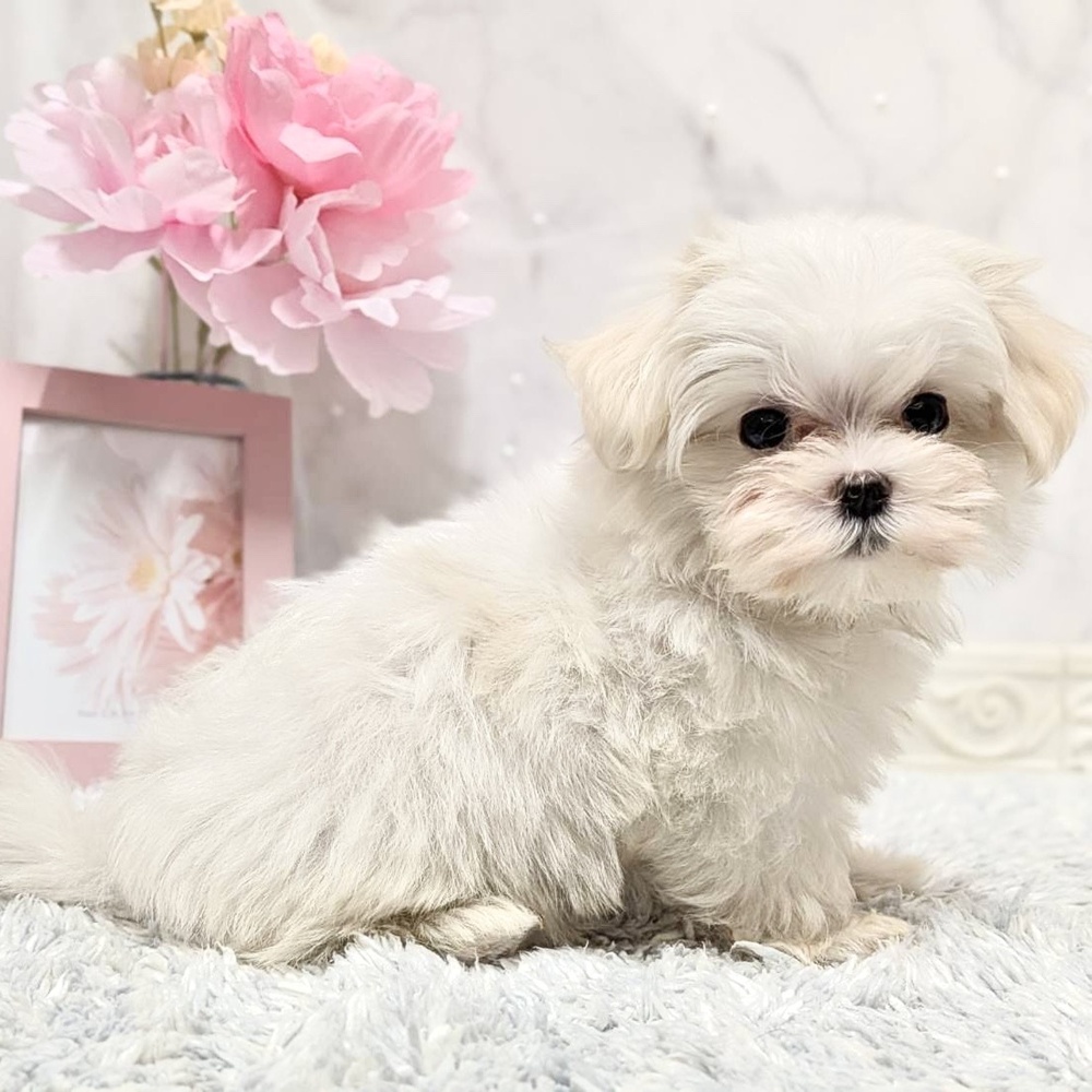 福井県のマルチーズ (犬の家＆猫の里福井店/2026年8月19日生まれ/女の子/ホワイト)の子犬の4枚目の画像